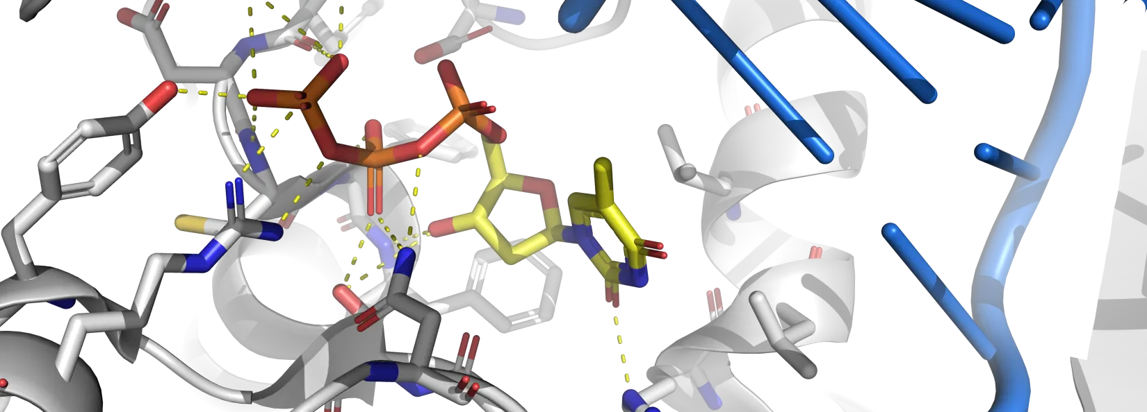 Rev1 Ternary Complex with dTTP and Ca2+ (7T18) binding site